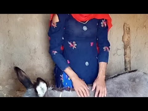 My funny 😂🤣 donkey video