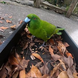 5.9K views · 310 reactions | These rare kākāriki are enjoying an...
