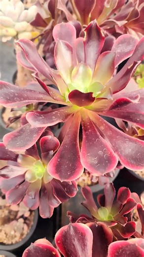 #썬라이즈금 #충북음성군음성로1993 #예성다육 #010 8930 4000