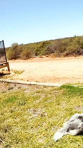 2.7K views · 66 reactions | wild emus trying to fight my dog on my property but we are all friends now don’t worry | Brodiemoss | Facebook