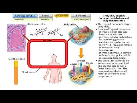 TRH/TSH/Thyroid hormone