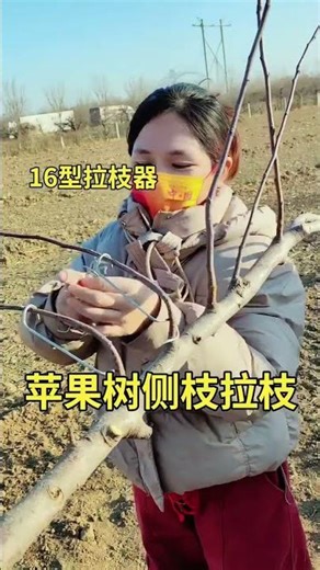 Improved Type 16 branch training method for training lateral and back branches of apple trees..