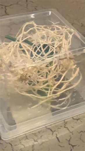 🕷️ Meet the Stegodyphus dufouri! Also known as the Egyptian Pink Velvet Spider or African Social Velvet Spider, this tiny arachnid is as fascinating as it is adorable. Found in North and West Africa, these spiders are covered in soft white hairs that give them their iconic velvety look. Despite the dramatic name, they’re harmless to humans and rarely ever bite. 💗 ⸻ 🔍 Quick Facts ✨ Size: 2.3–3.5 mm (yes, they’re tiny) ✨ Looks: Tough carapace, white hairs, and dark banding on the abdomen ✨ Beha