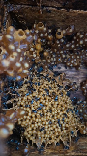 52K views · 312 reactions | Austroplebeia australis Australian native stingless bee  . . . . . . . . . . . . . . . . . . . . . . . . #beekeeper #bees #australia #insectlovers #beesofinstogram #polinators #brisbane #scary #meliponiculture #awesomeearth #beephotogtaphy #creepy #apismellifera #sustainability #fear #backyardbeekeeping #crazy #fear #trendingreels #viral #viralvideos #stinglessbees #wax #amazing #australia #fblifestyle | Urban Native Bees | Facebook