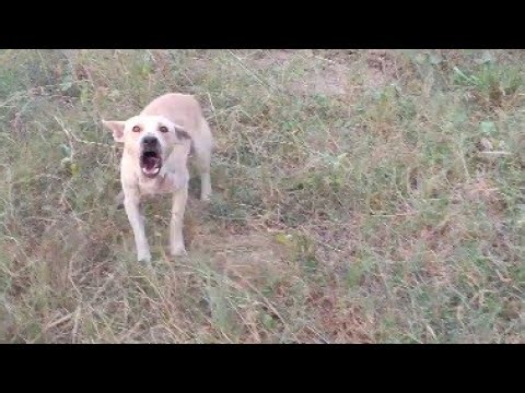 Dog barking Sound ✨