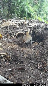 Feathers for Friday . This week more stories from behind my shed from the Bush Chook mound . Bob n Betty Bush Chook are orange-footed megapodes—they are no joke the hardest-working battlers in the bush. While everyone else is having a smoko, these two are out there before sparrow’s fart, kicking mulch like tradies on double time. Their pride and joy is The Mound: a steaming great pile of dirt, leaves, and pure determination, mad keen one would say . The plan? Hide their eggs so deep not even tax