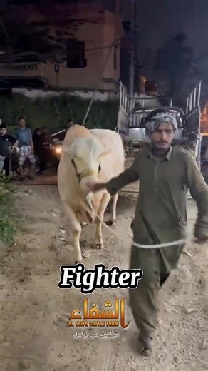 1K views · 11 reactions | LOADING & UNLOADING VIDEO!! Al-Shifa Cattle Farm SEASON 2025……. FIGHTER ALLAH PAK QURBANI KABOOL FARMAYE AMEEN ✨️ ♥️ | Crazy Cattle | Facebook