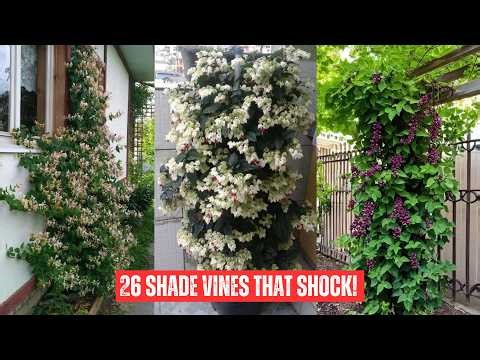 26 Flowering Vines for Shade | Best Shade Loving Climbers