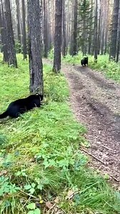 371K views · 12K reactions | Rescue a black leopard #rescue #animals #animalsoftiktok #panther #leopard #luna | Beautiful Dogs Love | Facebook