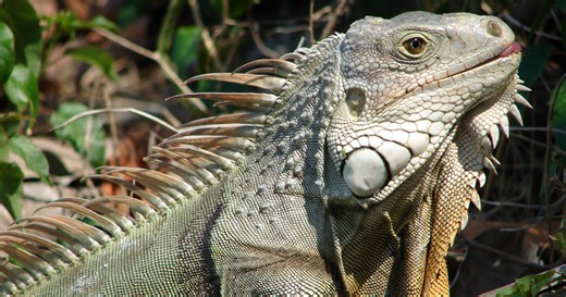Cuba se afunda em práticas extremas: caça de aves, gatos e iguanas para sobreviver