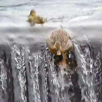 Why the Mother Duck Flew Away and Left One Duckling