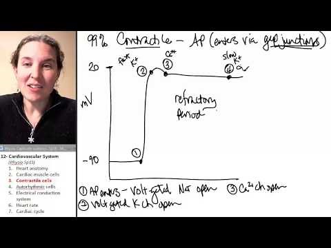 Cardiac Muscle 3- Contractile cells