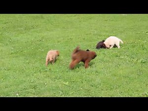 Pomapoo Puppies for Sale!!!