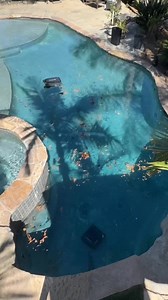 Have you had enough of leaves taking over your pool? 🍂🌳 It’s more than just messy—it can clog your filters, cause algae, and even damage your equipment! 😬 Drop a 🍃 if you're done battling the debris! Let the Surfer S1 do the hard work, so you can enjoy a cleaner, clearer pool. 🌊✨ #Aiper #AiperClean #AiperSurferS1 #AiperPoolCleaner #RoboticPoolCleaner | Aiper