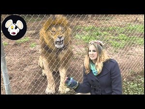 Incredible ! 75 Incredible Safari Moments Caught on Camera | Invasive Species #safari #animals