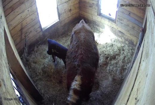 These barn cameras are great! It's so nice to be able to check on whoever is in the barn if we can't physically go out and do it. And yes, we are out there multiple times a day to check, but this is helpful when I'm at work. | Belding Hill Farms