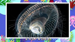 海洋探险记：奇妙旅程开始啦_海洋探险记：奇妙旅程开始啦_奇妙的发光生物——维多利亚多管发光水母，深海“电灯泡”