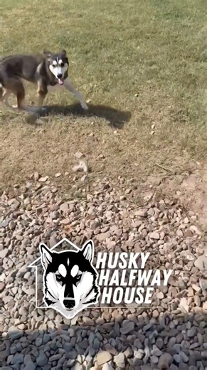 9.9K views · 656 reactions | You ever heard someone say huskies are like toddlers? 100% accurate. They love chaos, ignore instructions, and think “come inside” means “catch me if you can.”  This girl’s got all the attitude and none of the remorse, because apparently park time is never over when you’re a Halfway Husky. #huskyhalfwayhouse #halfwayhusky #huskyrescue #huskyzoomies #catchmeifyoucan #dogrescue #huskyproblems #tilltheyallhavehomes | Husky Halfway House | Facebook