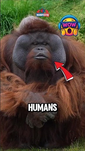 Animals That Act Like Humans😱 #facts #animalfacts #wildlife