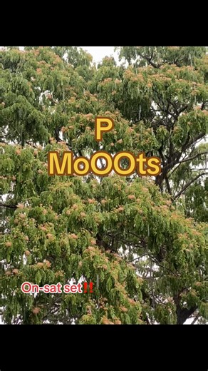 Understanding Moots: A Deep Dive