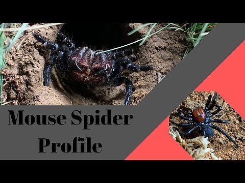 Spider Profile: How dangerous are Mouse Spiders?