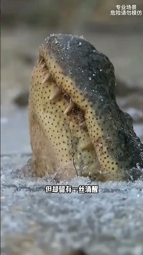 冬眠的動物，真的不能隨便觸碰 #動物科普 #冬眠