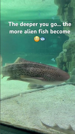 🐟 The Deeper You Go… Fish Look Like ALIENS 😳 | Ocean Mystery