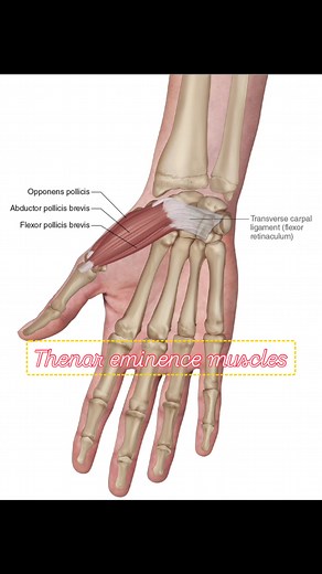 There are three groups of intrinsic hand muscles: thenar group, hypothenar group, and central compartment group. Here we see the three muscles of the thenar eminence group. They are, from superficial to deep, abductor pollicis brevis, flexor pollicis brevis, and opponens pollicis (in alphabetical order: A, F, O 😊). “Pollicis” means thumb. They all move the thumb. Check out my LearnMuscles Continuing Education (LMCE) streaming platform with more than 4,000 videos. #thenar #thenareminence #hand #