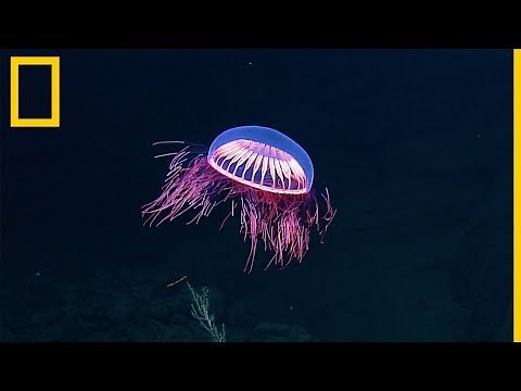 Imágenes cautivadoras de una medusa Halitrephes | National Geographic en Español