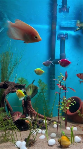 🔴Monster planted tank ‼️😱🐡 #aquarium #fish #aquariumtamil