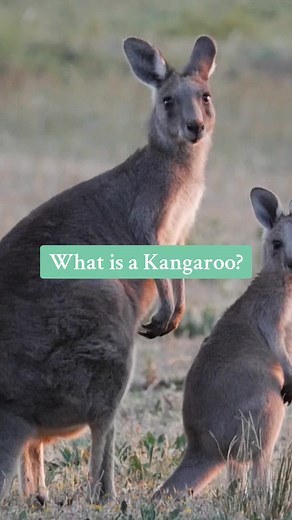 What is a kangaroo? Here's a lightning guide to the macropod family. #kangaroo #wallaby #quokka #australia #animal #wildlife