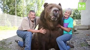 最大のヒグマ「コディアックヒグマ」が超巨大！