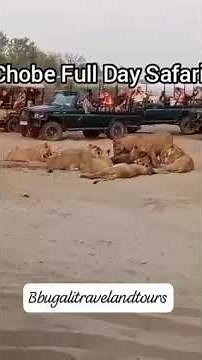 Chobe Full Day Safari