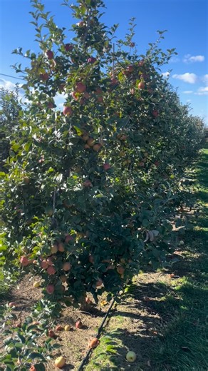 32 reactions | Our last Apple variety to pick from the trees EVERCRISP  | Mackintosh Fruit Farm | Facebook