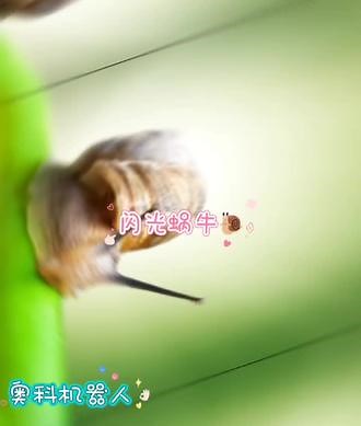这次是《闪光的蜗牛🐌》[哇][哇][哇]认识蜗牛的身体结构与生活习性，了解蜗牛是世界上牙齿最多的动物，搭建一只会闪光的小蜗牛#少儿编程 #机器人教育 #编程 #逻辑思维
