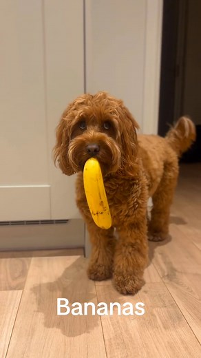 33K views · 399 reactions | How beautiful is this video..! | Cockapoo Lovers | Facebook