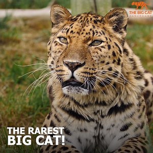 88K views · 10K reactions |  The Amur leopard is the most critically endangered big cat species in the world. There is estimated to be less than 100 left in the wild.  We're proud to have supported the captive Amur leopard population in 2008 and in 2012 to help act as a safety net for this incredibly vulnerable species. #amurleopard #endangeredspecies #thebigcatsanctuary | The Big Cat Sanctuary | Facebook