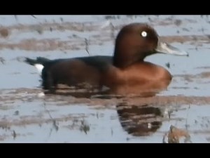 Ferruginous Pochard - M | Ferruginous Duck | Common White-eye | White-eyed Pochard | Maguri Bill