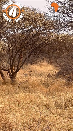 Bat-eared fox. A conservation success story at Schoongezicht Hunting Safaris, converting 20 000 acres of cattle ranch land into game ranch and hunting land. Most of the bat-eared fox diet is made up of harvester termites, which also hydrates the bat-eared fox, as it does not drink from free-standing water. By feeding on harvester termites, it acts as a means of population control for these insects, which are considered pests in regions populated by humans. #batearfox #hunting #huntinginafrica #a