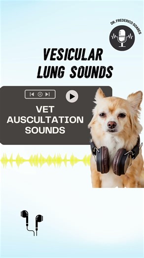 Vesicular lung sounds (normal breathing sound) in a dog
