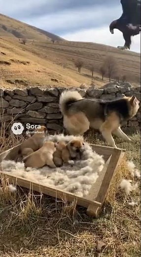 Golden Eagle vs Dog: The Moment It Gets TOO Close… 🦅🐶