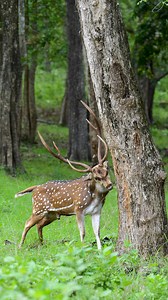 Rub Lines, Spotted deer or Chital or axis axis rubbing his antlers on the base of the trees in rut season to mark territory and show dominance and intimidate. #reelsviralシ #reelsfbシ #viralvideoシ #viralreelschallenge #faisalmagnet #wildlife #nature #keralatourism Nat Geo Wild | Faisal Magnet
