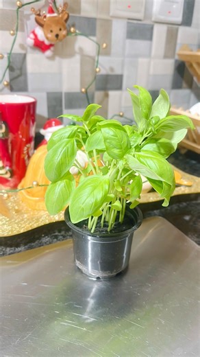 Vecation പോയതറിഞ്ഞില്ല 🥺✨our night routine during vecation✨#pastarecipe#cravings