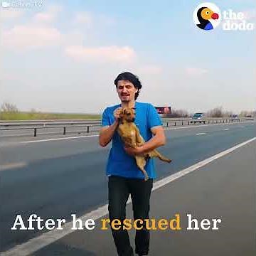 Abandoned Dog Rescued From Highway | The Dodo