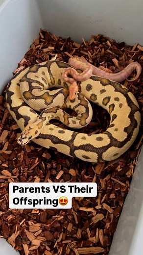 3.9K reactions · 132 shares | Parent Ball Pythons VS Offspring Ball Pythons It’s so awesome to see how different the babies can look from their parents | BALLS of FURY | Facebook
