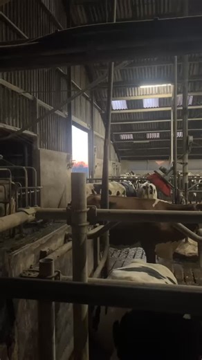 41 reactions | Avondroutine met onze meiden, karel en jip ✨❤️‍ | Melkveebedrijf Schlepers | Facebook