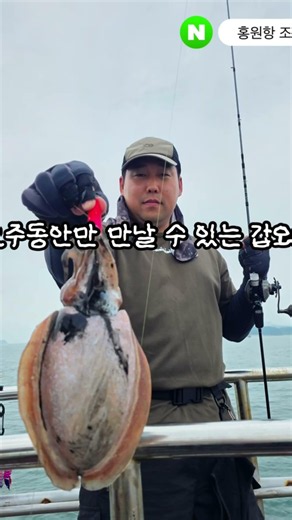 6월6일 홍원항 조커호 봄갑오징어 조황 #백조기낚시 #쭈꾸미낚시 #홍원항갑오징어낚시 #홍원항주꾸미낚시 #홍원항백조기낚시 #홍원항광어낚시 #다운샷 #홍원항조커호 #조커호
