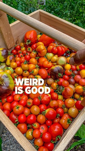 “Weird is good” because being different and unique is a positive thing. Weird Tomato Varieties Reisetomate or Travellers tomato Lil Peeps Micro Blaue Zimmertomate Micro Orange Hat Micro Ink Spot Micro Vilma Micro Aztek Micro Fuzzy Wuzzy Dwarf Surrenders Indian Curry Determinate Amish Paste Lucid Gem Black Cherry Rosy Finch Micro Tiny Tim Micro Cosmic Eclipse #instagood #daily #gardening #tomato #weird #veggies | Plantedinthegarden