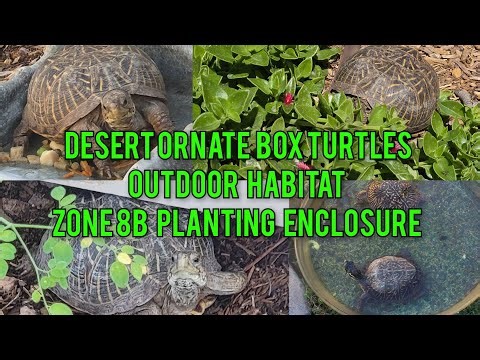 Desert Ornate Box Turtle Outdoor Habitat