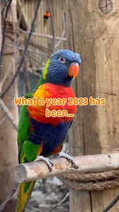 Happy New Year from everyone at WMSP! We cannot wait to see what 2024 will bring 👀... | West Midlands Safari Park